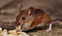 24 Hour & Emergency Exterminators in Keyport, WA
